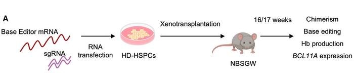 Figure 3. Schematic of xenotransplantation protocol:. Multiplex base-edited HSPCs were transplanted...