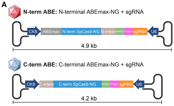 Schematic of the dual-AAV9 system for in vivo delivery of ABEmax-SpCas9-NG and two copies of mEx50...