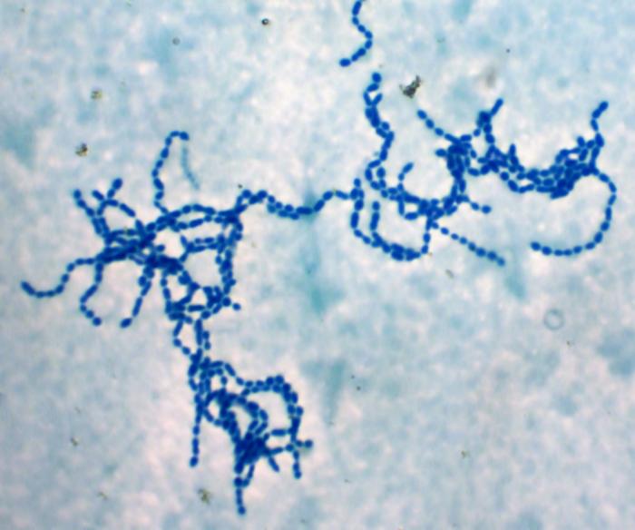 Enzymes from bacteria like Streptococcus pyogenes can can cleave IgG's. Potentially these enzymes...