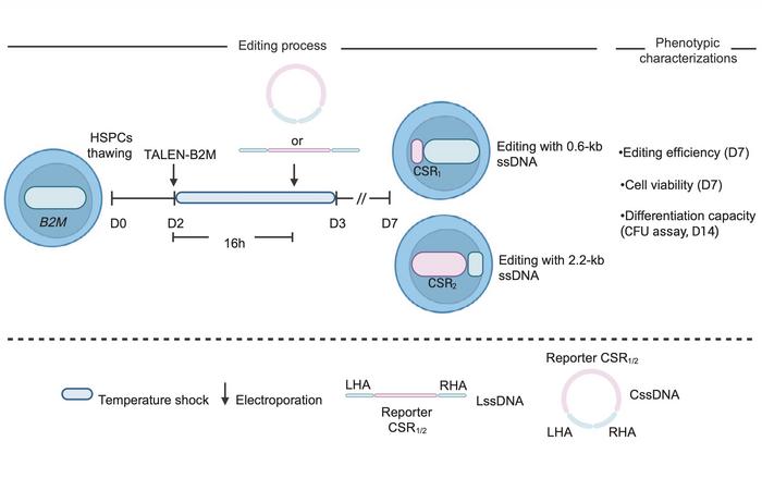 Figure 1. The cssDNA editing process uses dual electroporation over four days. TALEN delivered as...