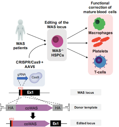 wiskott aldrich syndrome protein