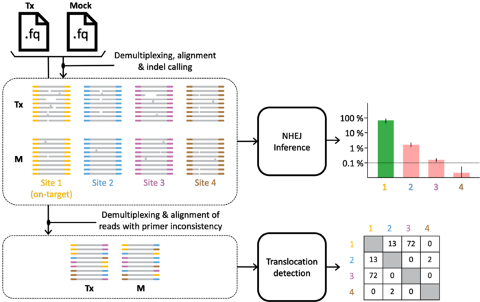 Schematic of the CRISPECTOR workflow. CRISPECTOR assigns each read in the treatment and control to a...