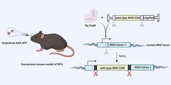 Figure 1. AAV-HITI editing strategy. Following subretinal delivery to the humanised mouse retina,...