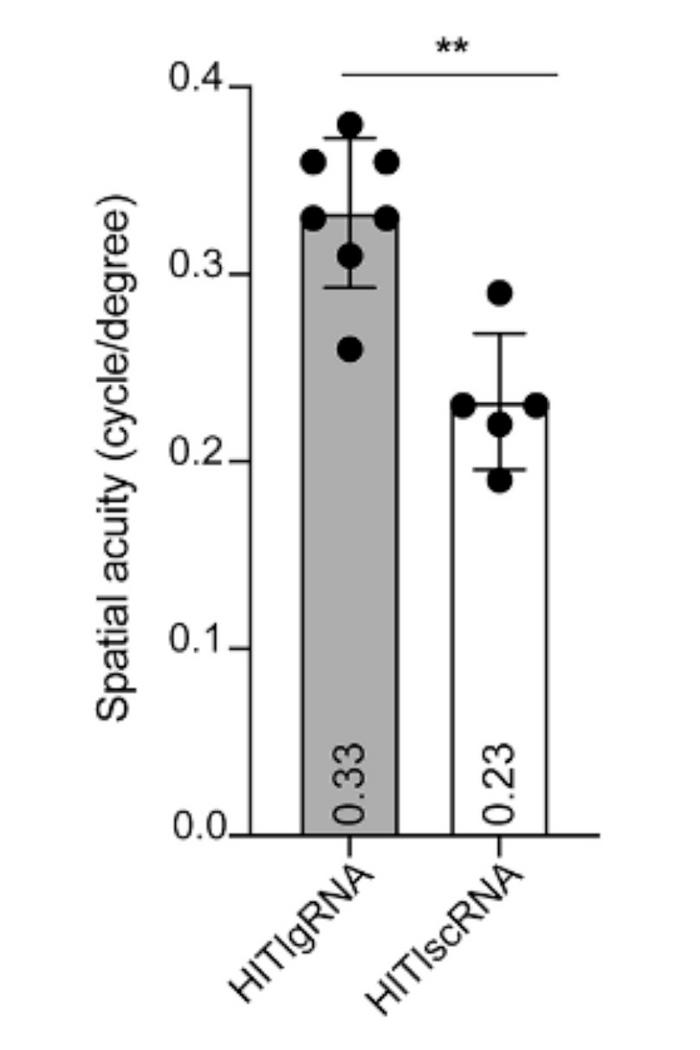 Figure 2. Edited eyes retain near-normal visual acuity. In the optokinetic response test one year...