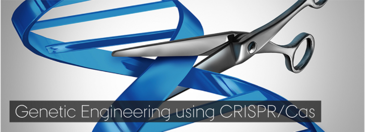 Genetic Engineering using CRISPR/Cas (Summer Course 2021, Aarhus Denmark)