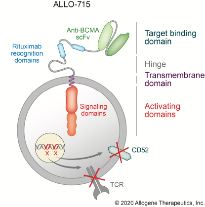Schematic depicting genetic modifications in ALLO-715. Image source: Allogene Therapeutics.
