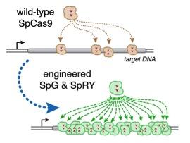 Figure 1. Unlike wild-type Cas9, SpG and SpRY enable unconstrained targeting across nearly the...