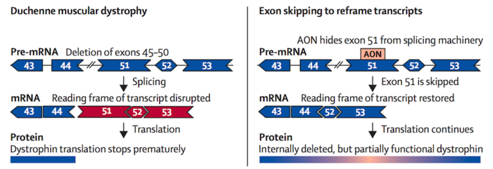 duchenne muscular dystrophy gene