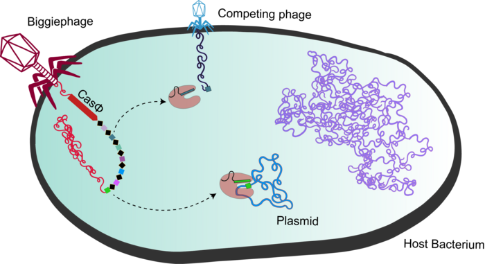 Figure 1: A megaphage (left), a member of a bacteriophage family Biggiephage, injects its DNA,...