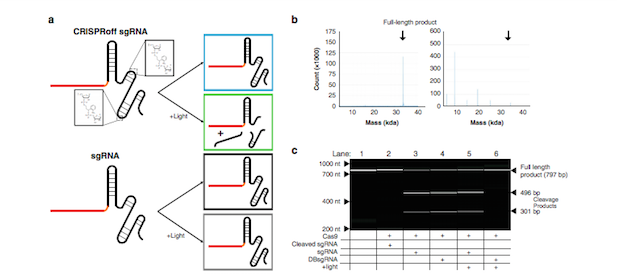 Article: Spatio-Temporal Control of CRISPR Editing With CRISPRoff ...