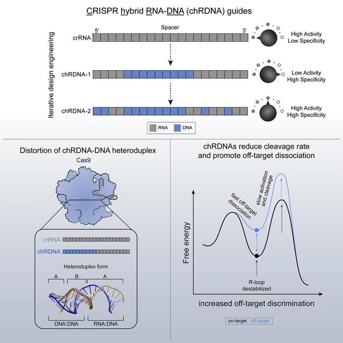 Figure 1. Chimeric RNA-DNA (chRDNA) guide architecture improves CRISPR-Cas9 specificity. Iterative...