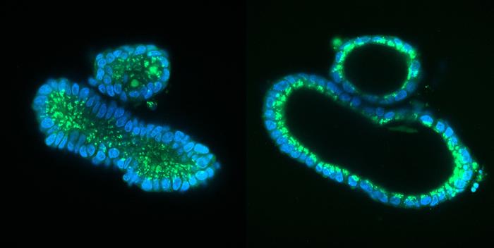 The mini-guts before (left) and after swelling.. The swelling only occurs in mini-guts with a...