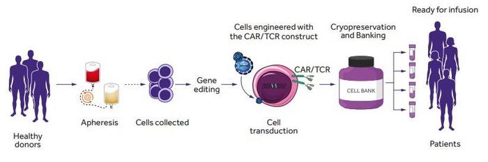 Off-the-Shelf allogeneic cellular immunotherapies for cancer – Ardigen.com