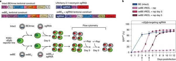 Temporal control of seBEs. (A) Constructs for intact BE4max or seBEs and editing of d2gfp in K562...
