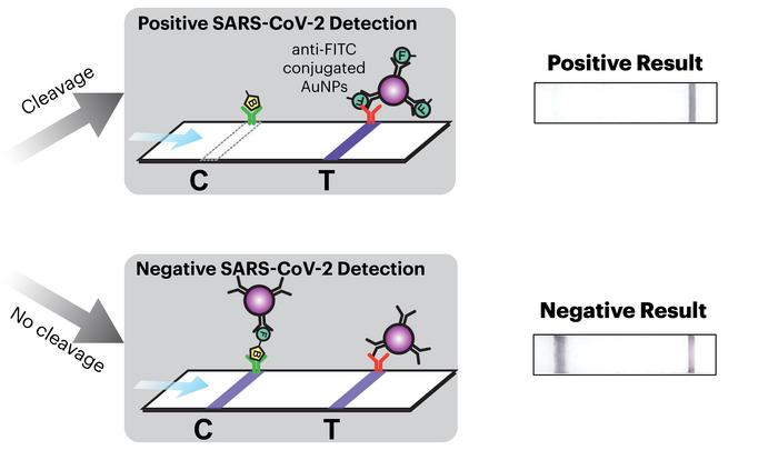 When SARS-CoV-2 particles are present, the system cuts a molecular bond that changes the pattern of...